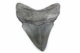 Fossil Megalodon Tooth - Georgia #338688-1